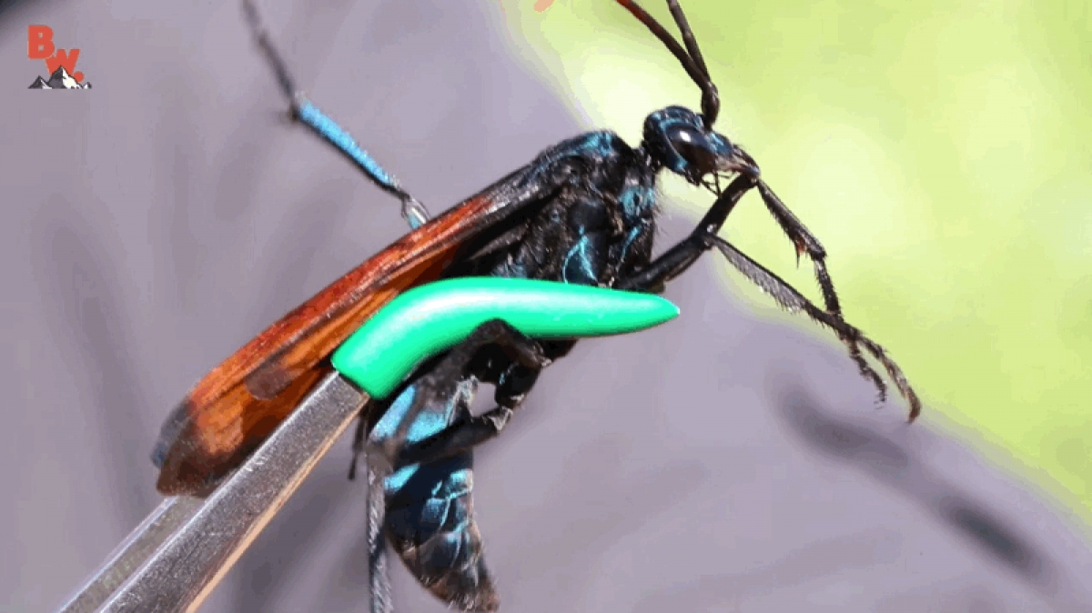 Así es la picadura de una avispa caza tarántulas