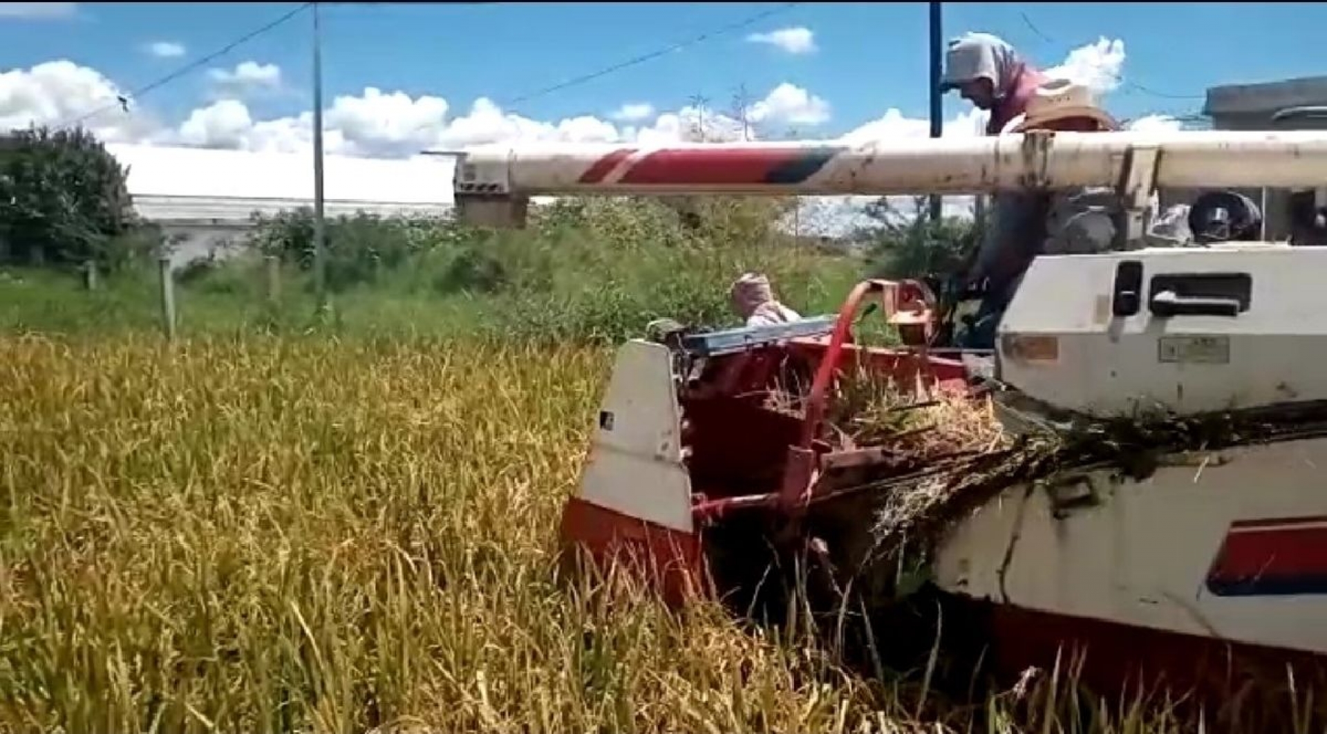 Productores de arroz confían en tener exportaciones exitosas