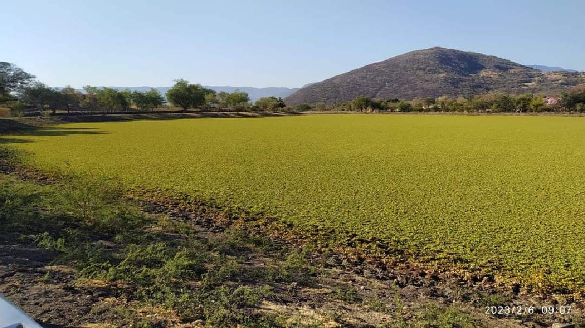 Persiste invasión de planta acuática en las presas de Coatlán del Río