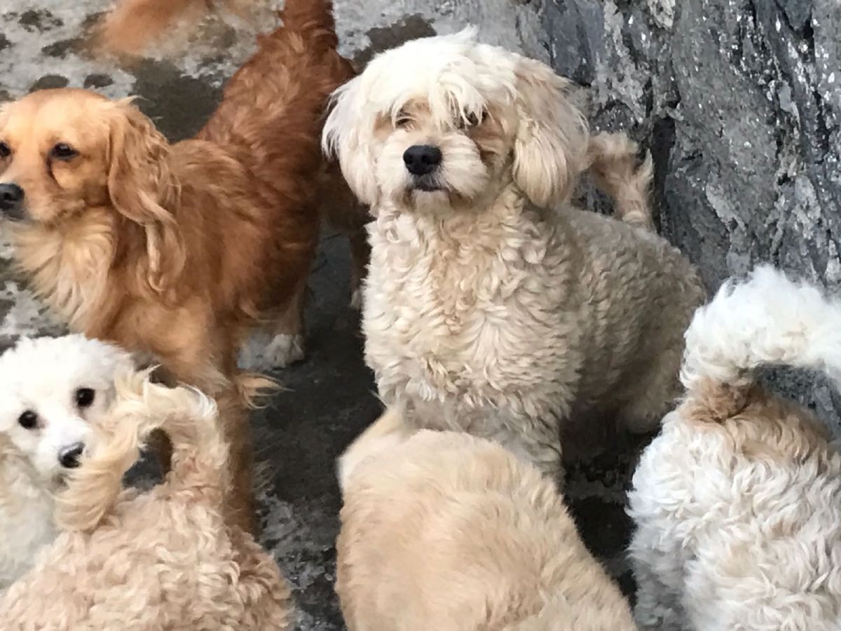 Juzgado de Distrito otorga suspensión a protectora de animales