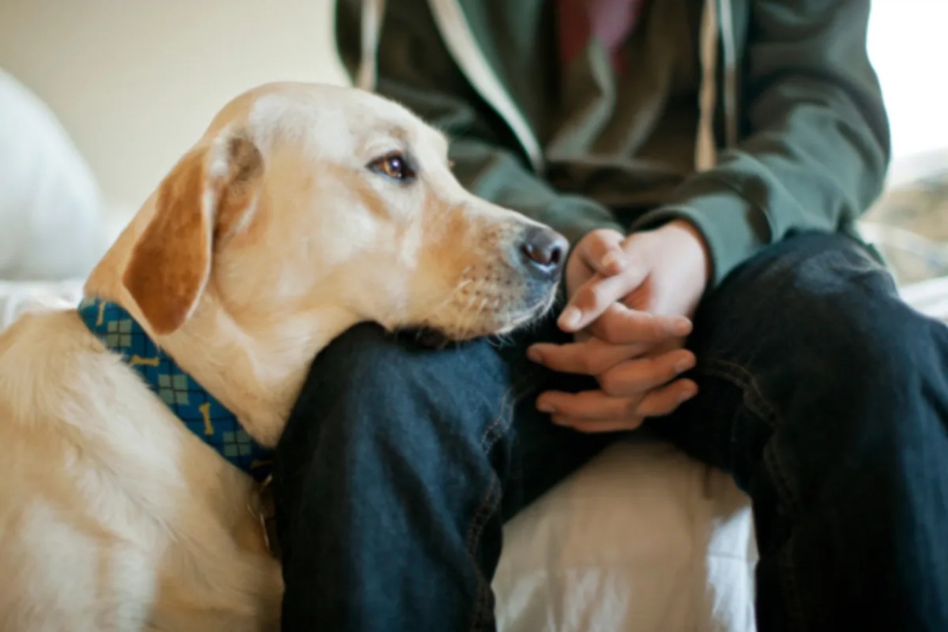 ¿Cómo detectan los perros el estrés de su dueño? La ciencia explica su sorprendente sensibilidad