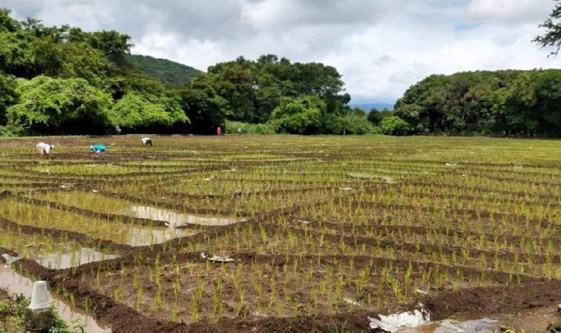Campesinos temen quedarse sin sembrar por falta de apoyos