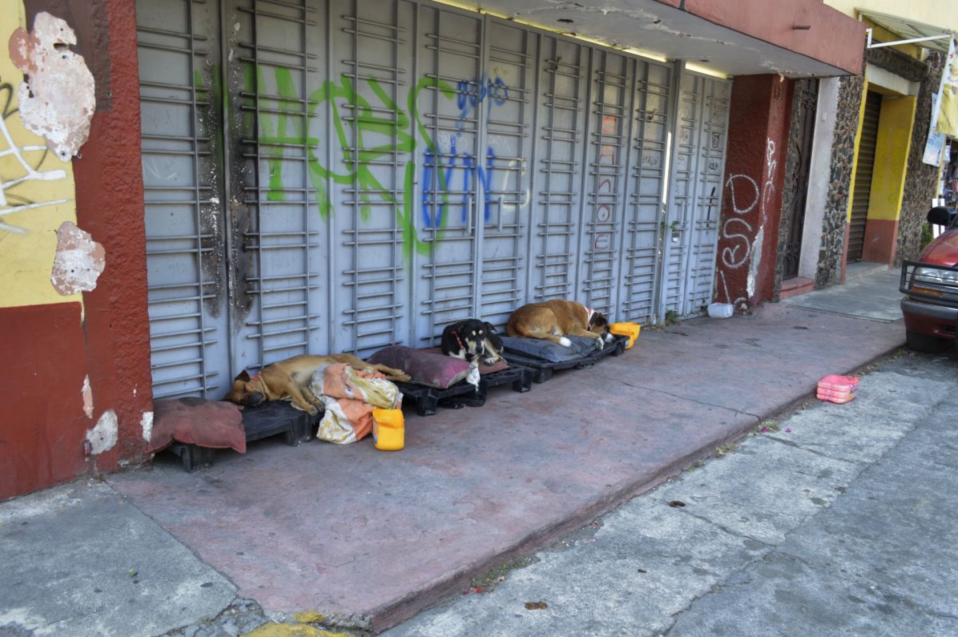 Los perros covid-19 de San Antón
