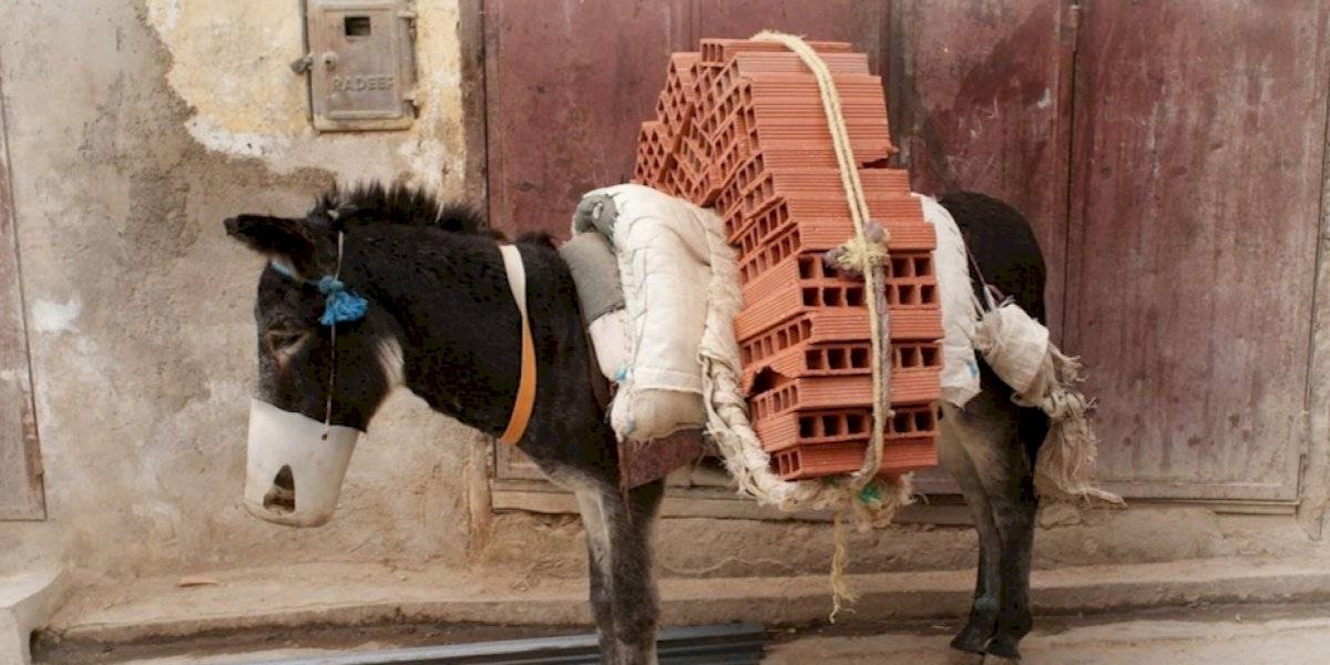 Sólo en México: 'Encarcelan' 48 horas a un burro en Oaxaca