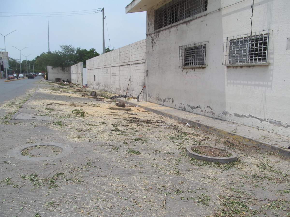 Crece plaga que daña árboles en Jojutla