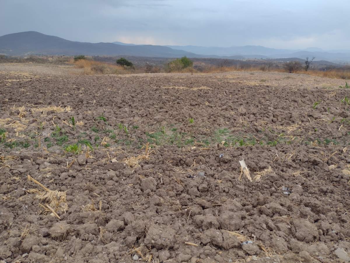La falta de lluvias impide siembra de maíz