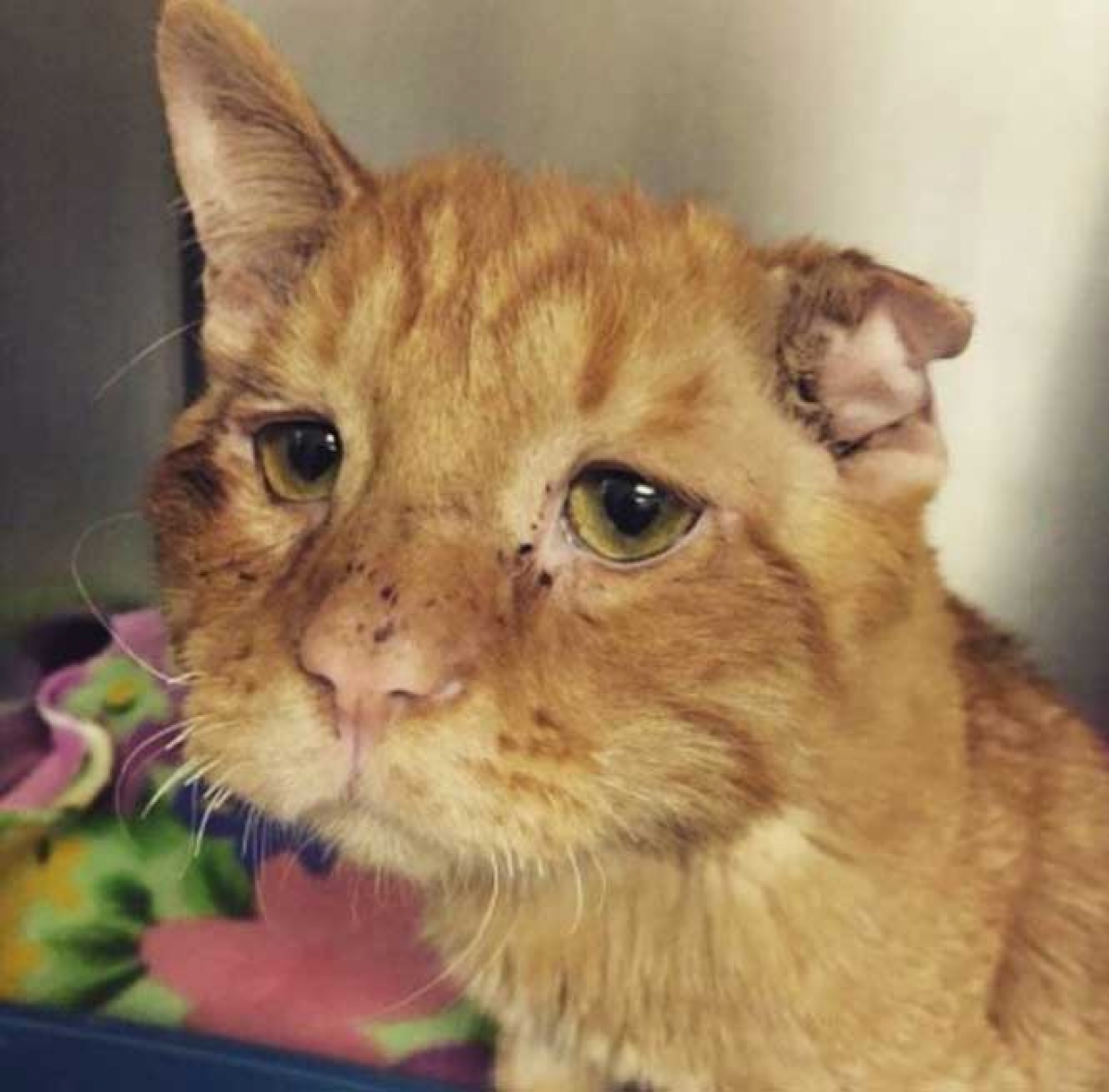 El gato más triste del mundo vive su propio cuento de hadas