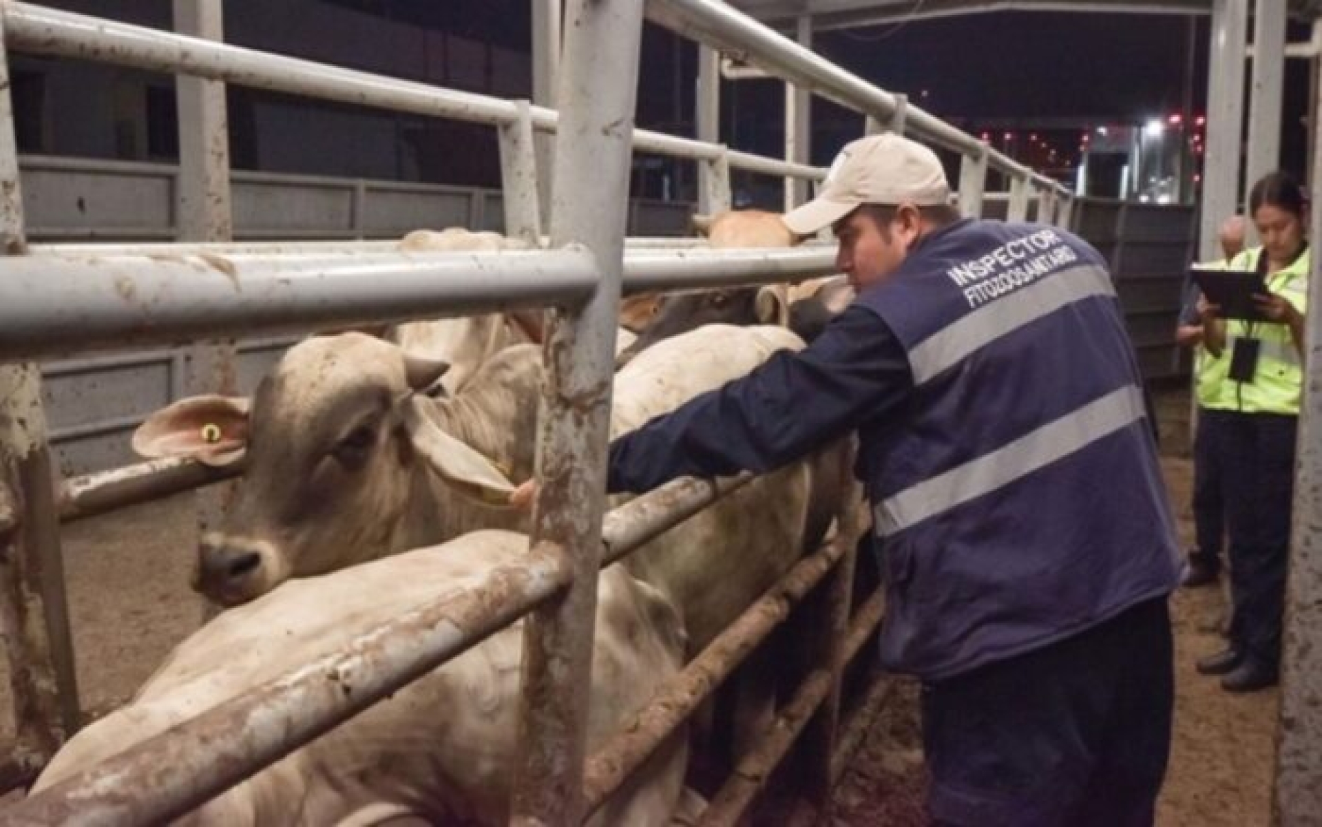 México enfrenta 14,321 casos de gusano barrenador y acelera control biológico