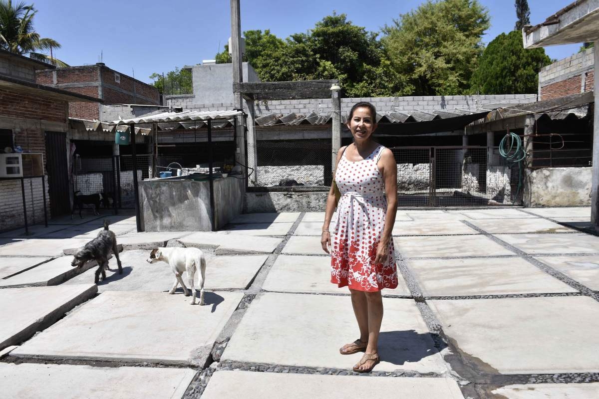 Nadie quiere adoptar:  organización pro animales pide ayuda