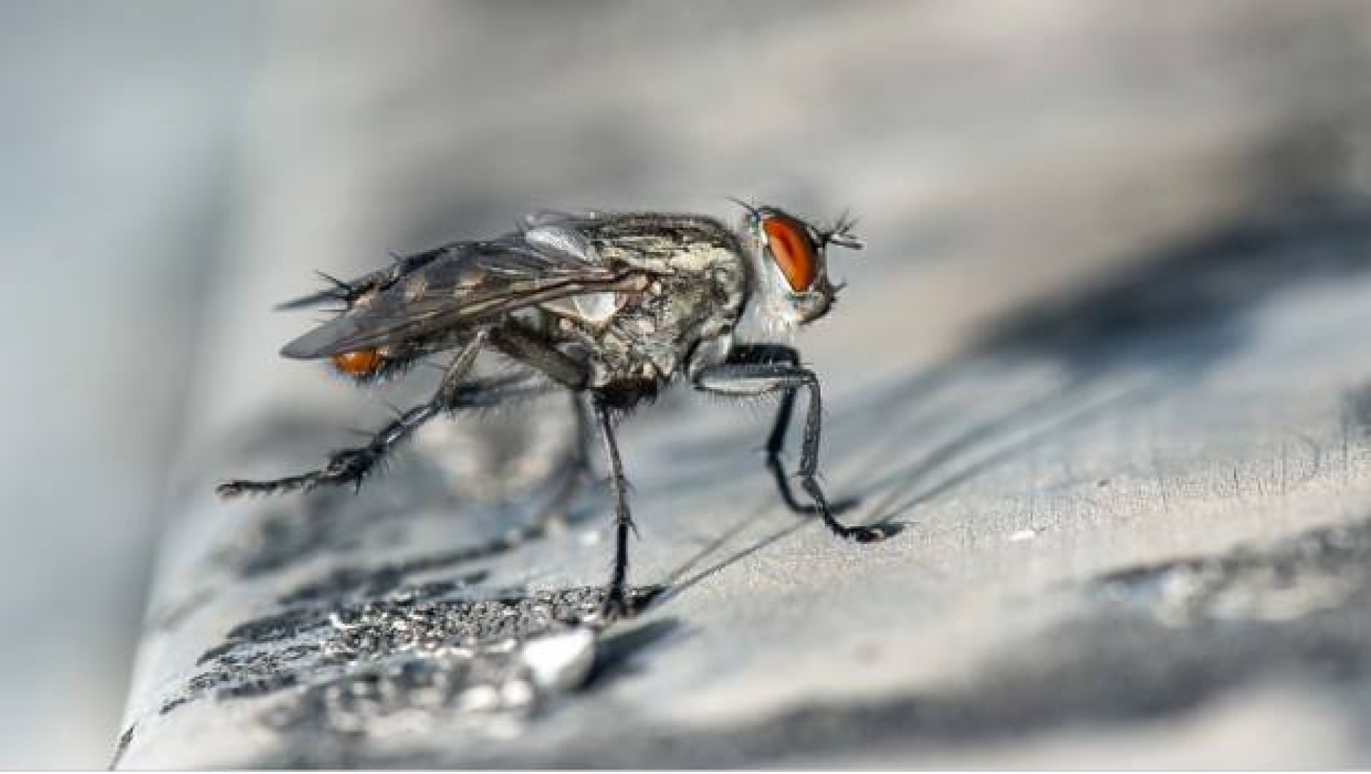 Mosca tira cadena de dominó y arruina récord mundial