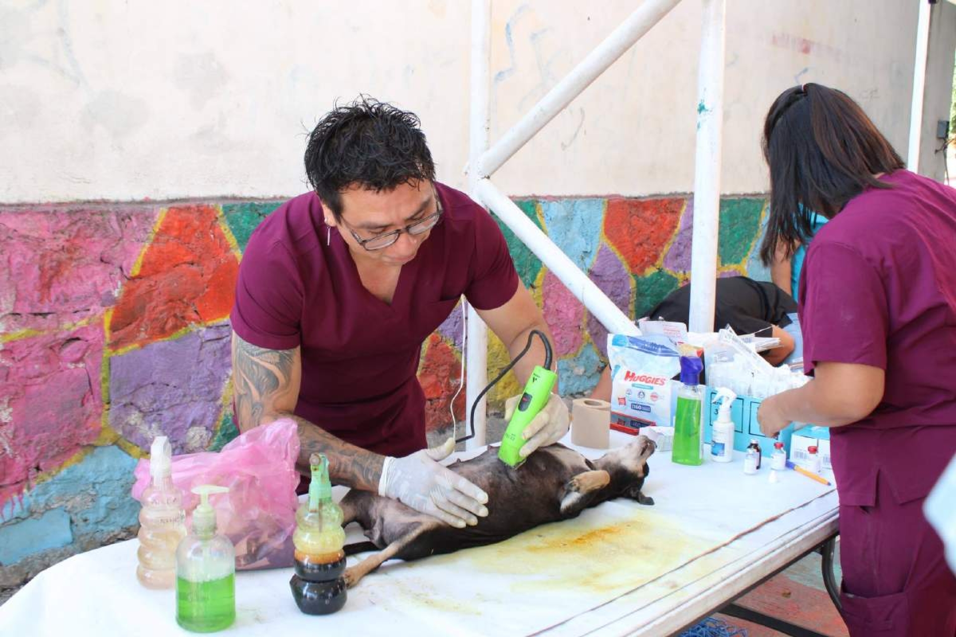 Inicia campaña de esterilización gratuita de mascotas en Yautepec