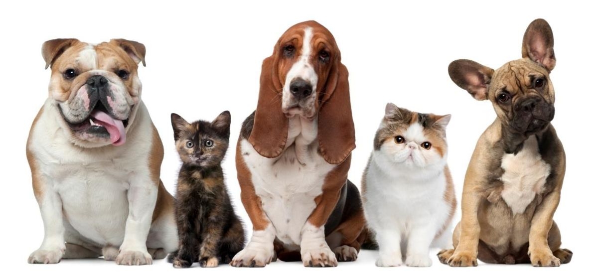 Perros y gatos en México podrán ser registrados como miembros de la familia