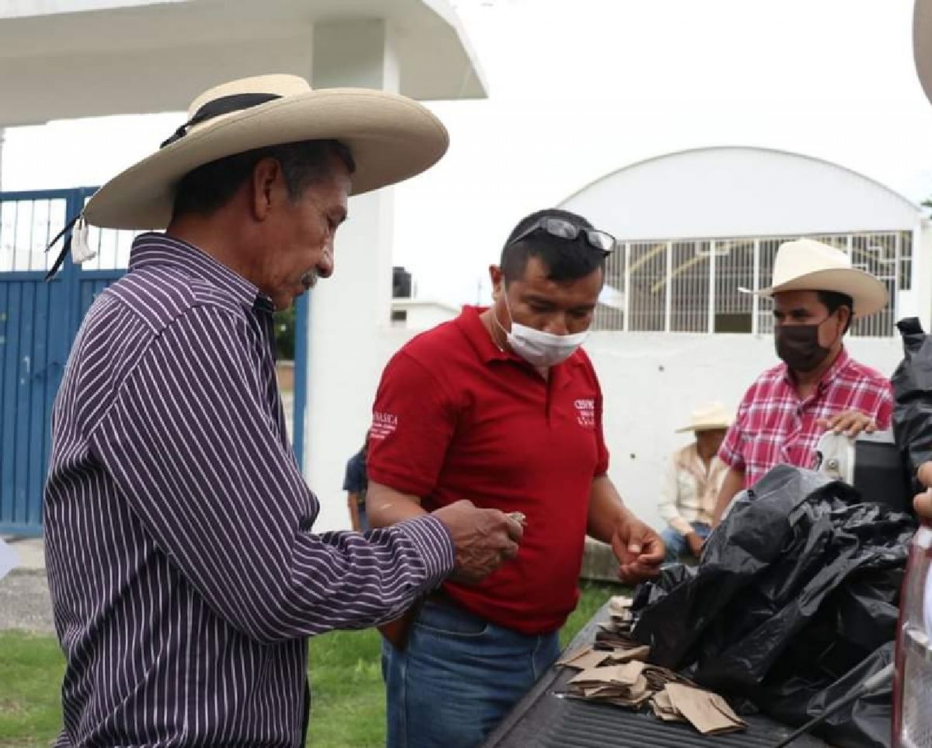Realizan campaña de control del pulgón amarillo en Miacatlán