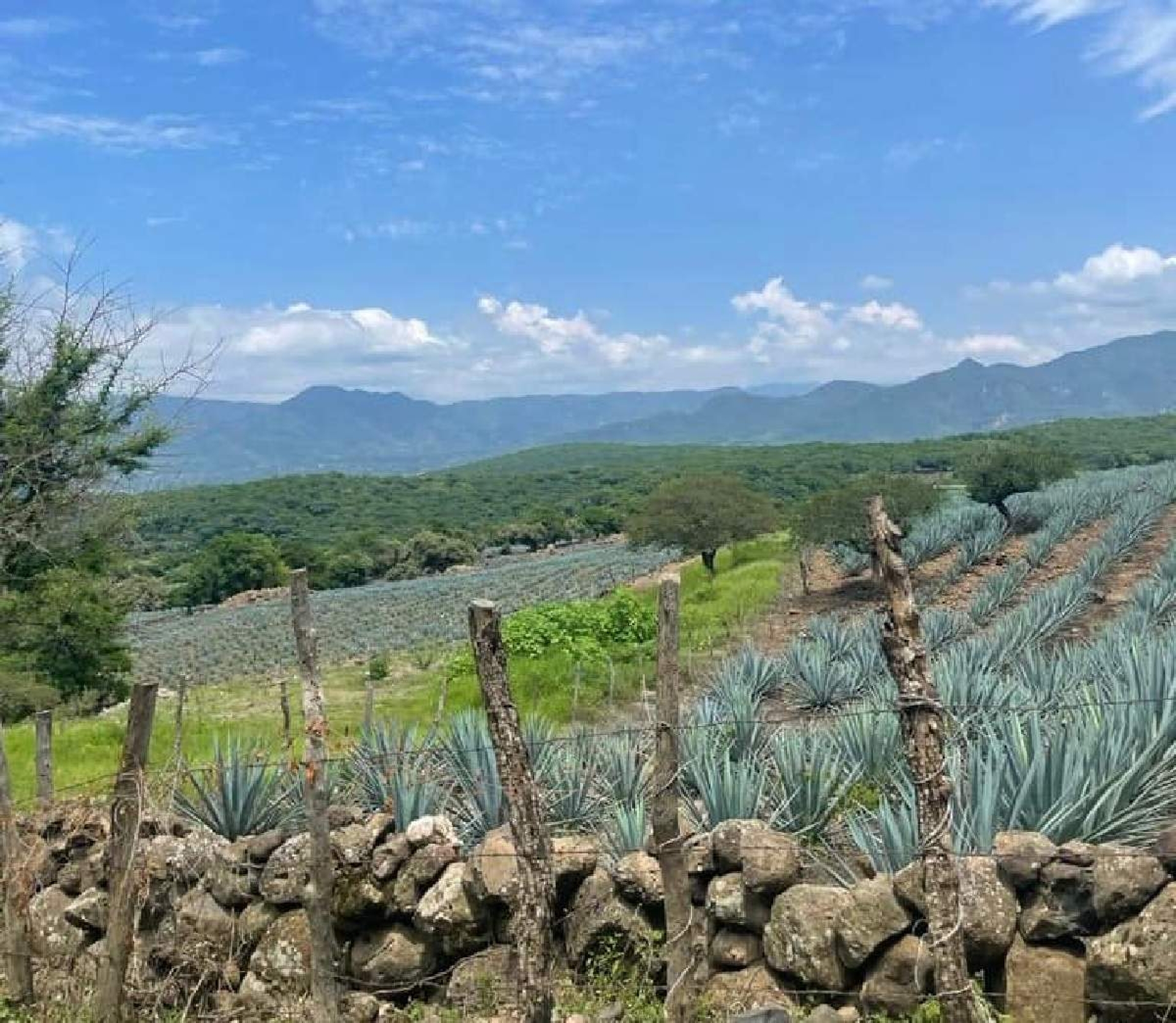 Morelos busca denominación de origen de mezcal