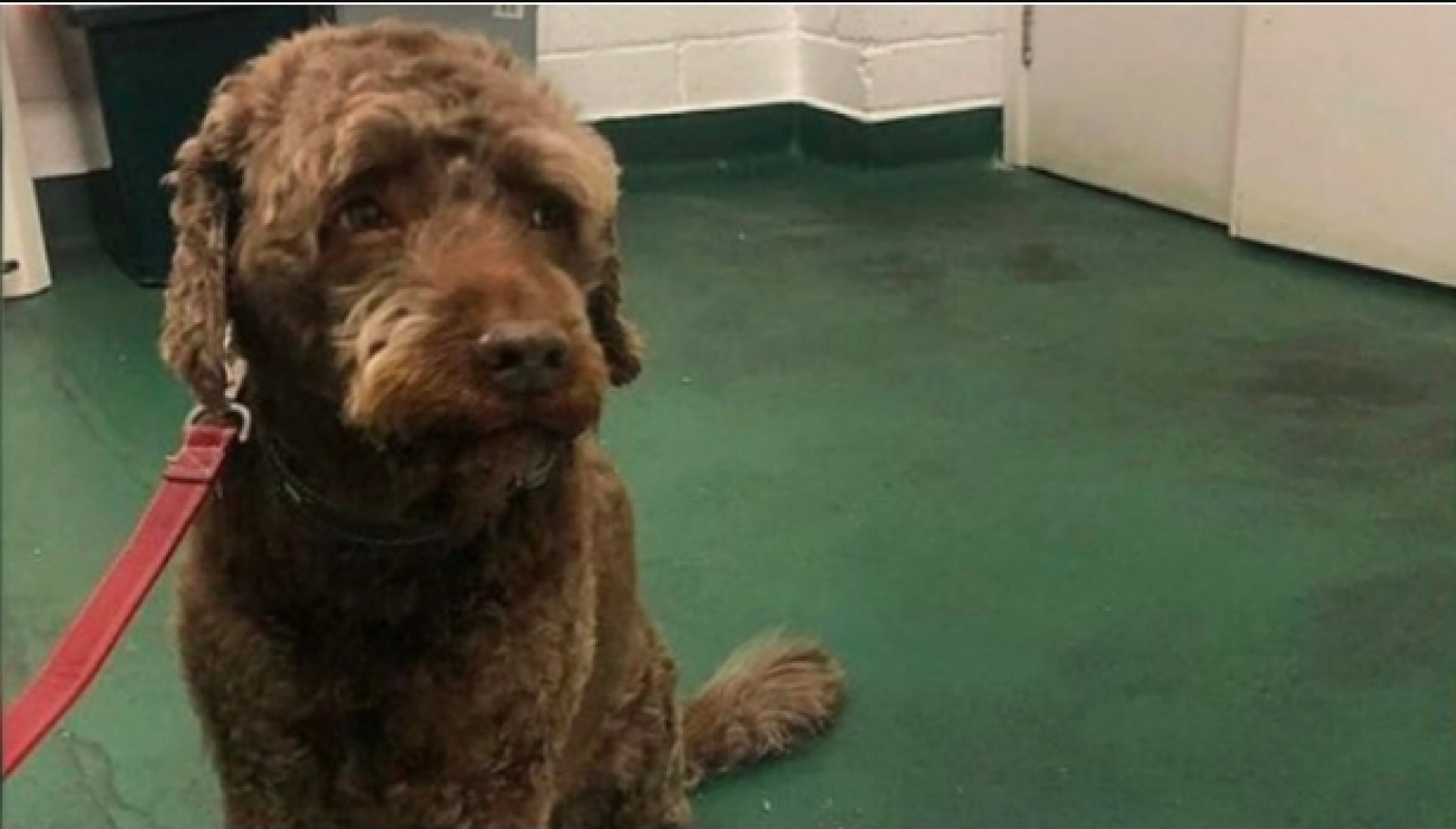 Perro se come 4 mil pesos de sus dueños