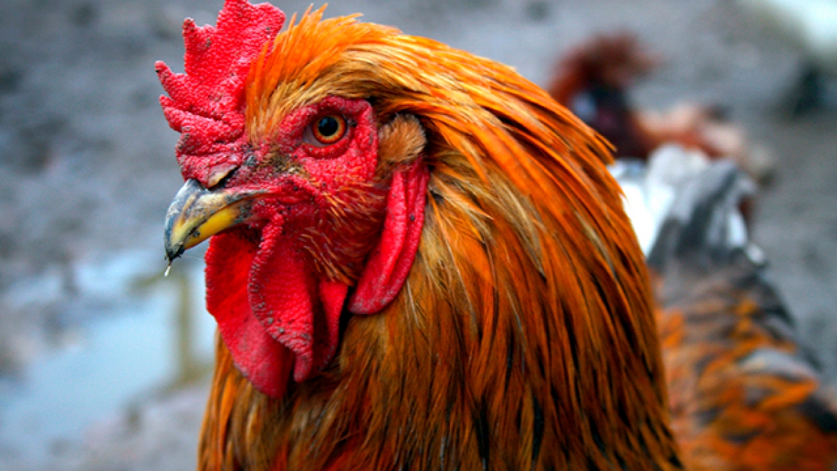 ¿Por qué los gallos no tienen pene?