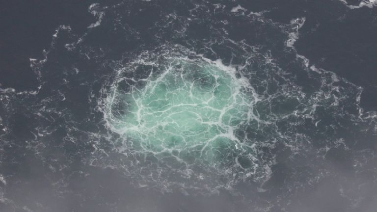 La guerra y las explosiones en el oleoducto Nord Stream amenazan de muerte a la vida marina