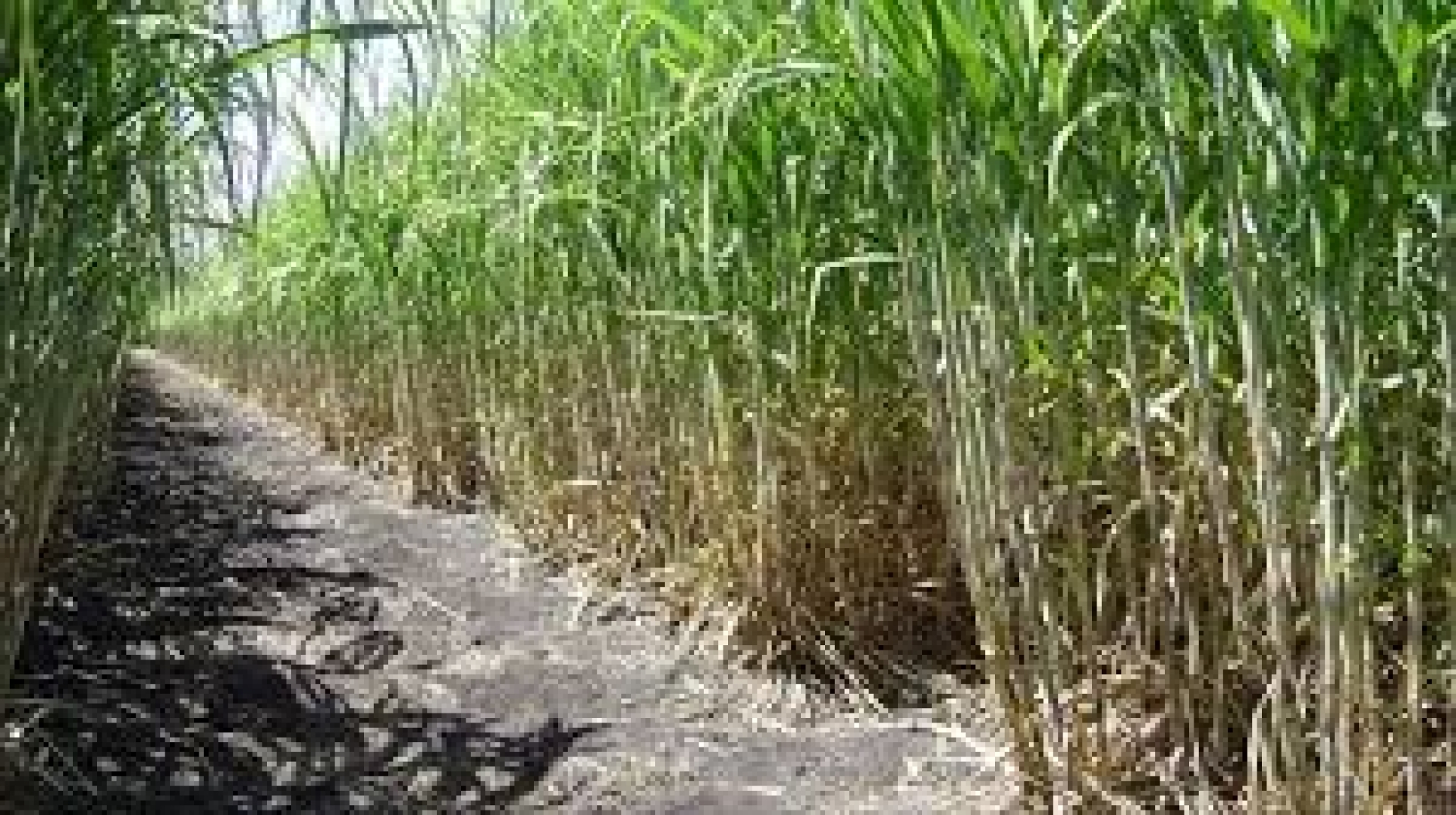 Sequía en el país incrementó el precio de la caña de azúcar