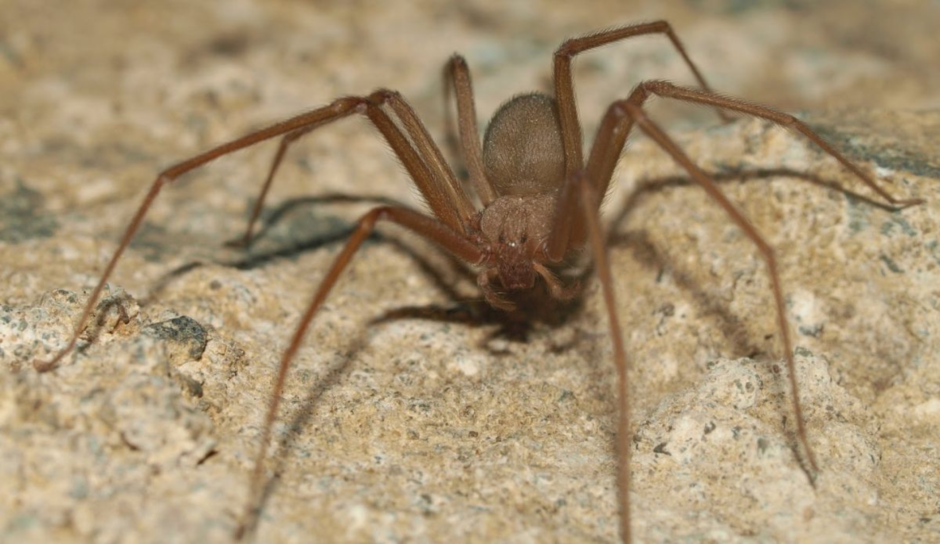 ¿Cómo identificar una mordedura de araña violinista y qué hacer al respecto?