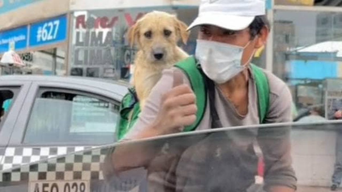 Limpiaparabrisas carga a su perrito en la espalda mientras trabaja