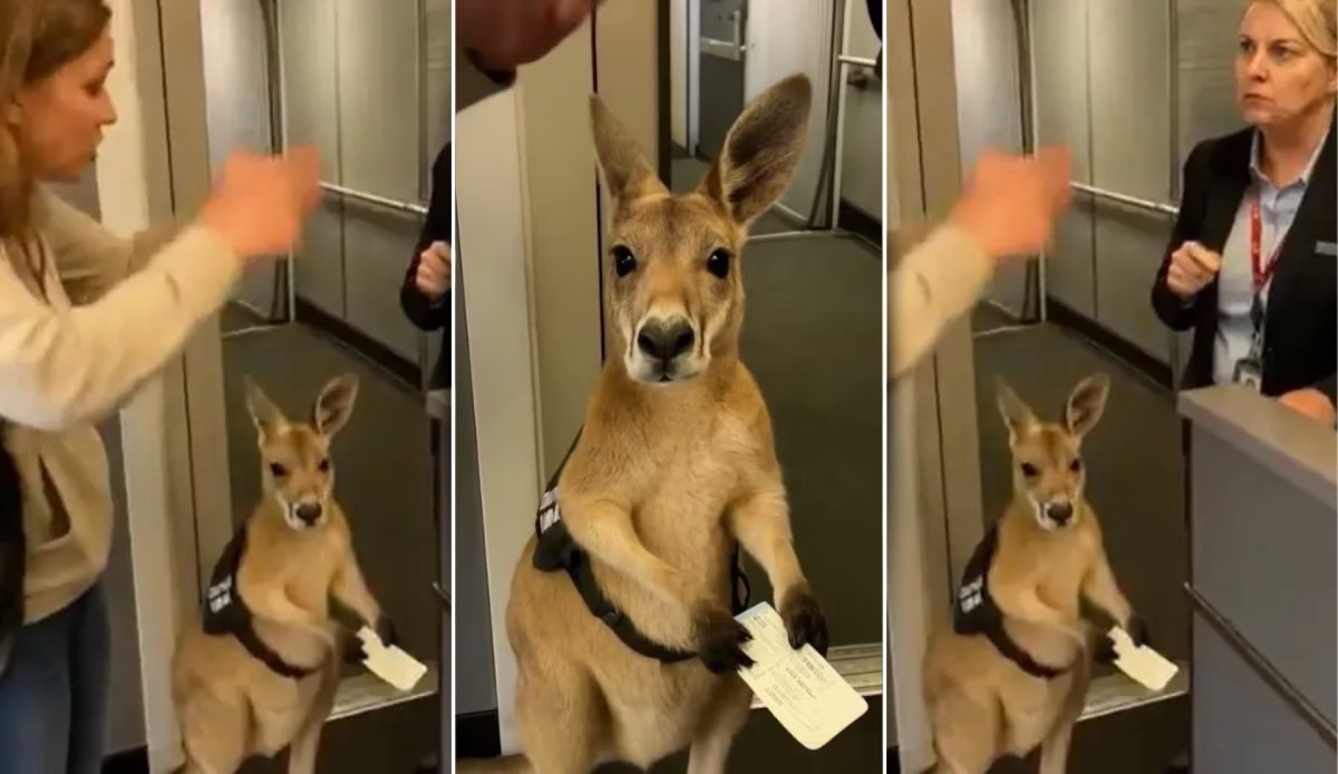 El canguro que 'iba a abordar un avión': el video viral creado con IA que confundió a miles en redes