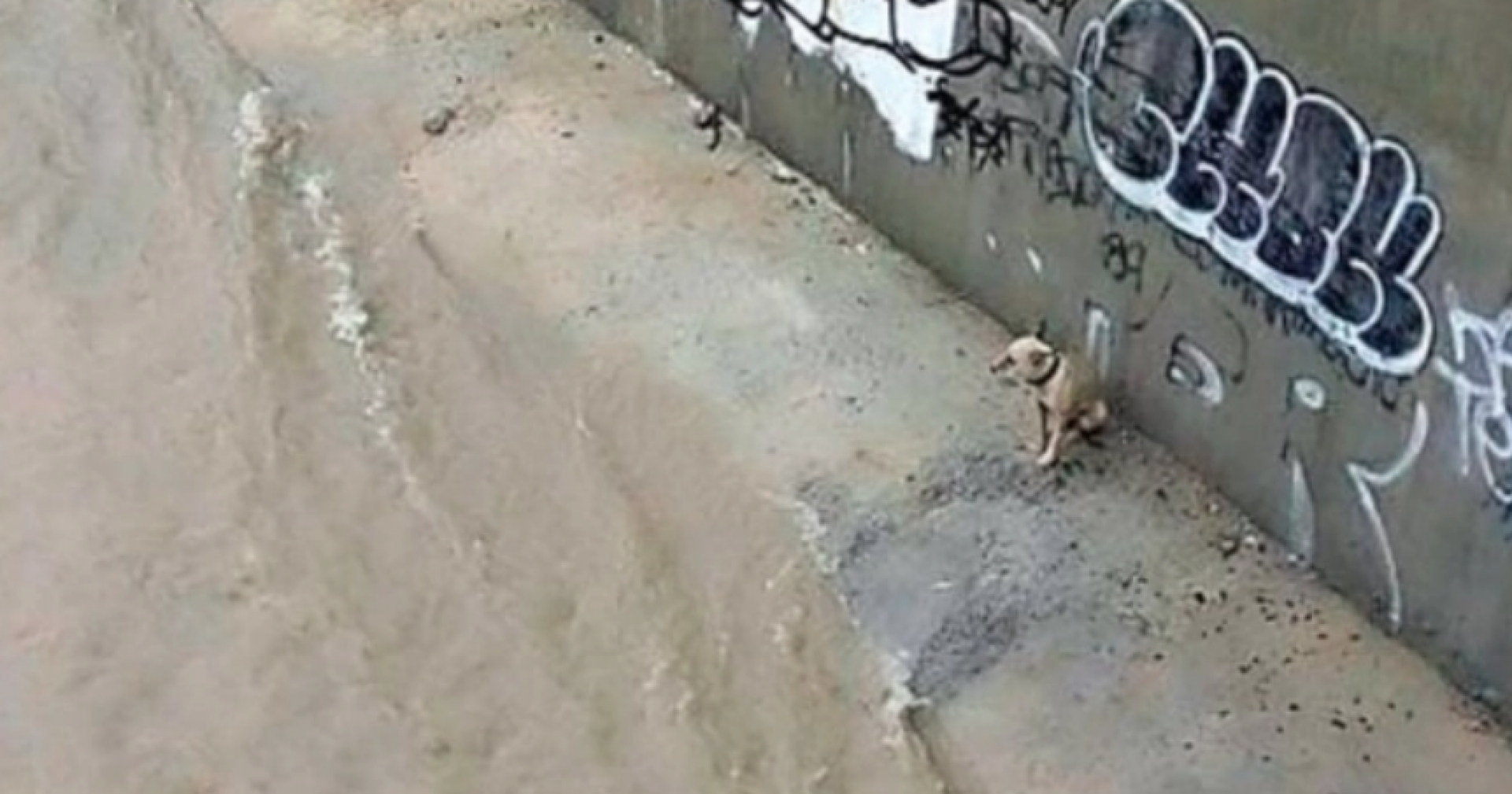 Salvan a perrito que se quedó atrapado en las inundaciones de Nuevo León
