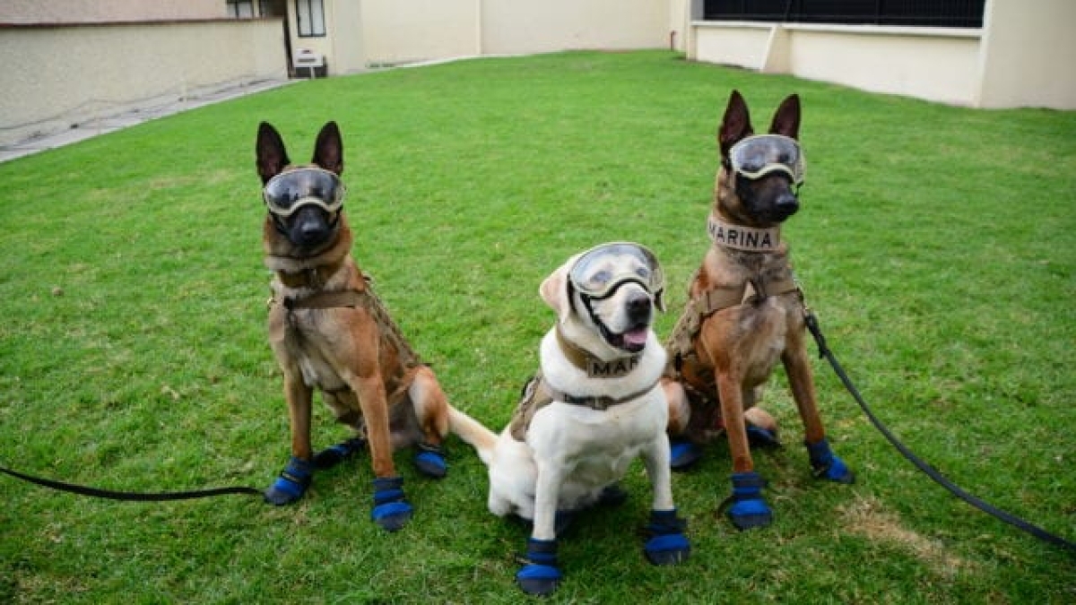 Entrenamiento de perros de rescate cobra popularidad debido a terremotos
