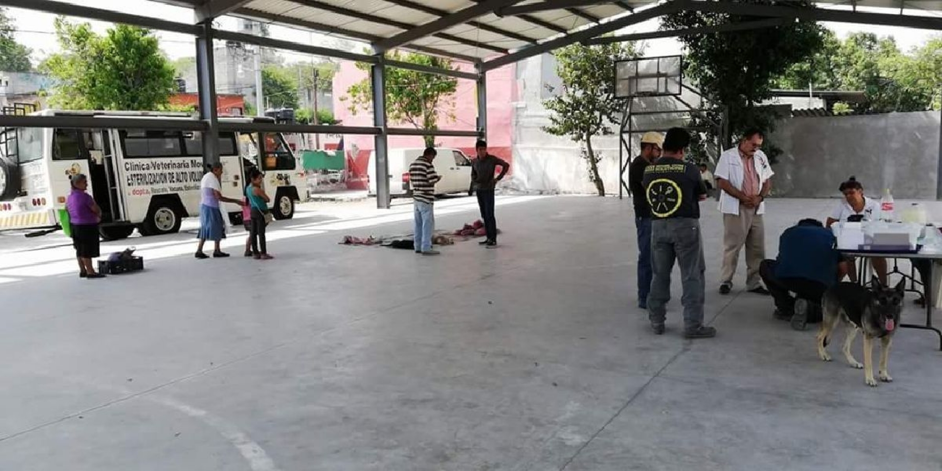 Solicitan campaña de esterilización de perros y gatos en Coatetelco