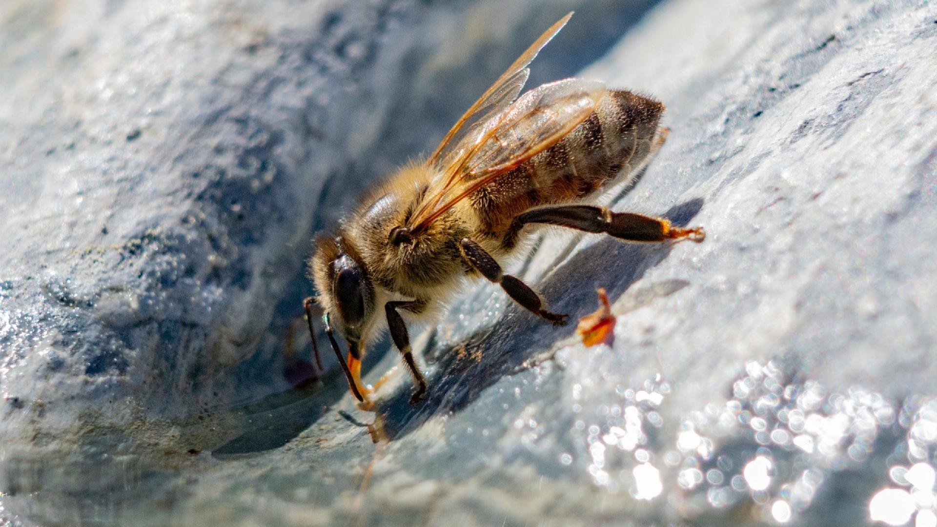 Crea un bebedero para abejas y aprende de la importancia de estos hermosos animales