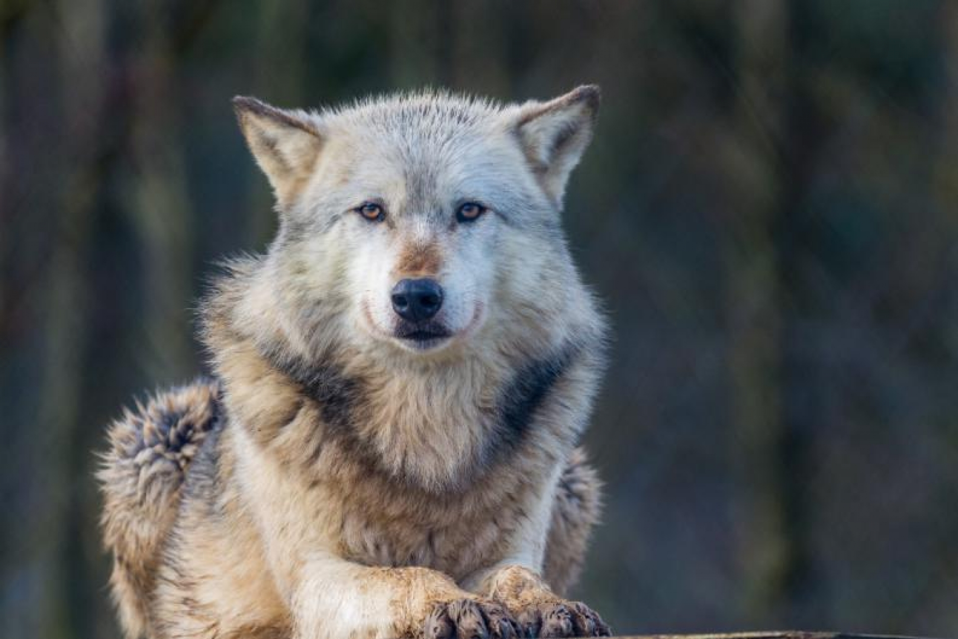 Los lobos de Chernóbil se expanden en Europa y la ciencia está preocupada, ¿están transmitiendo sus mutaciones?