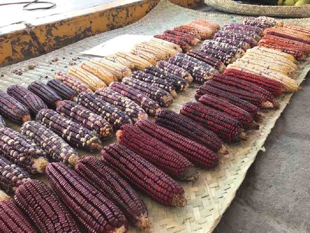 Mole de maíz para los dioses  Receta del Mtro. Roberto Hernández González
