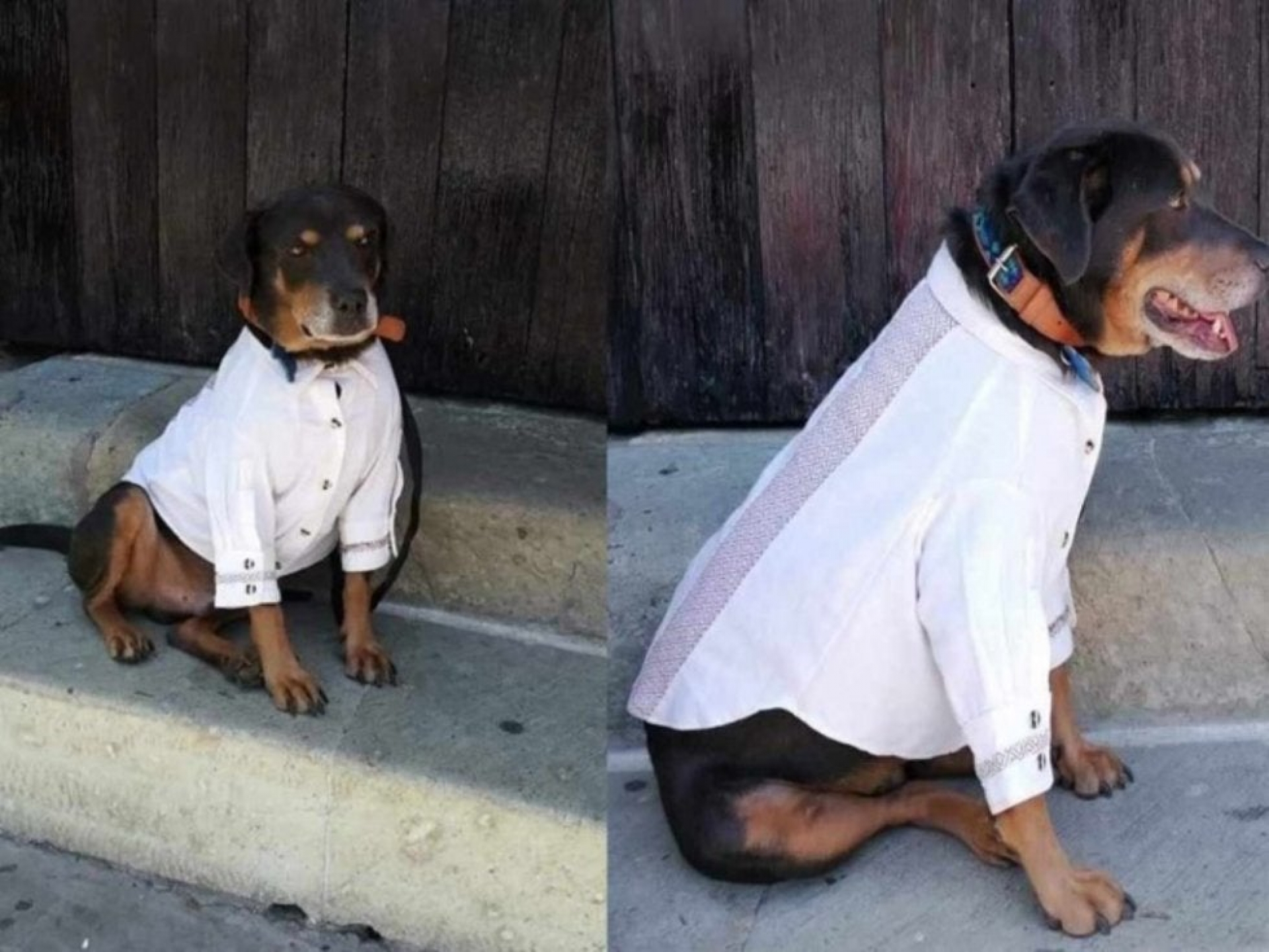 Regalan guayabera a ‘Mazapán’, perrito callejero, para ir a la Guelaguetza