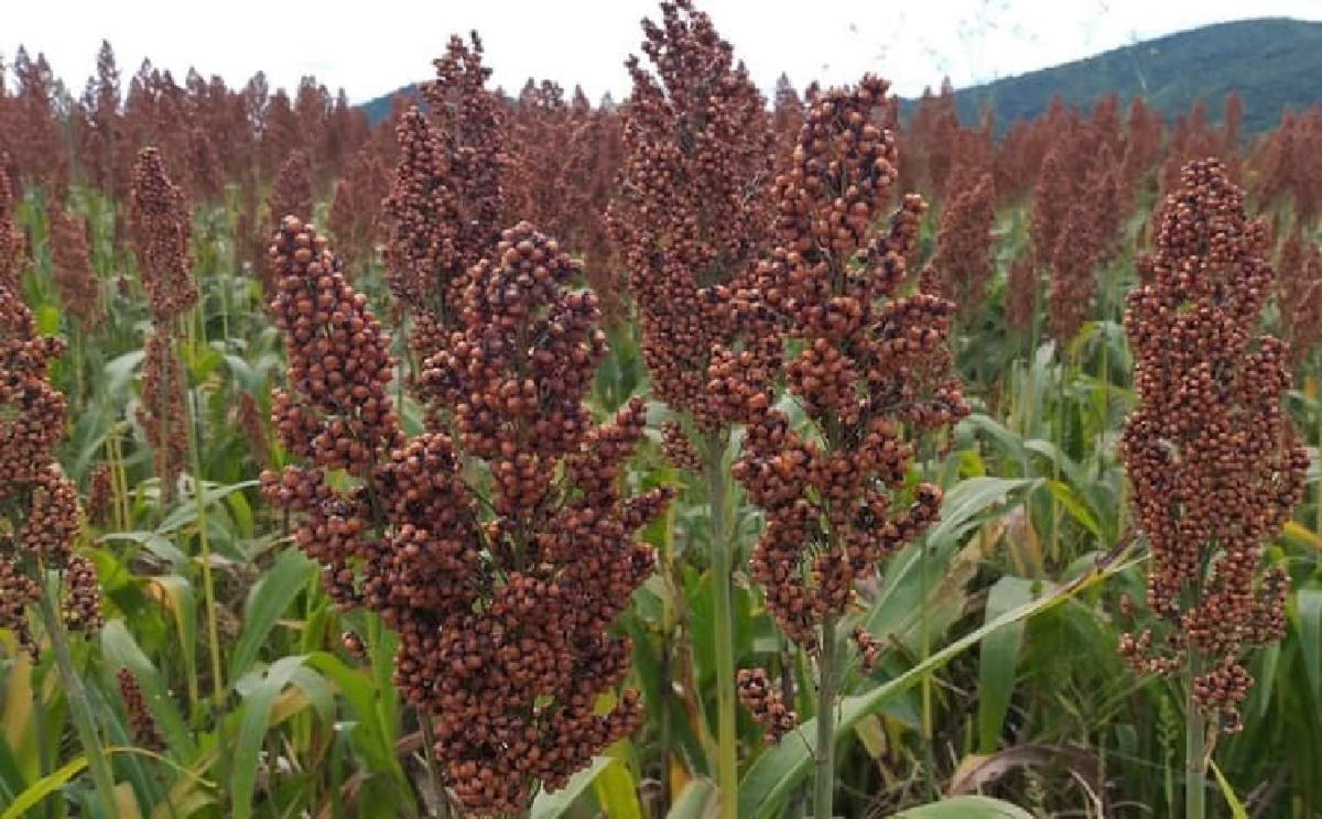 Por sequía, cae producción de sorgo y maíz hasta en 70%