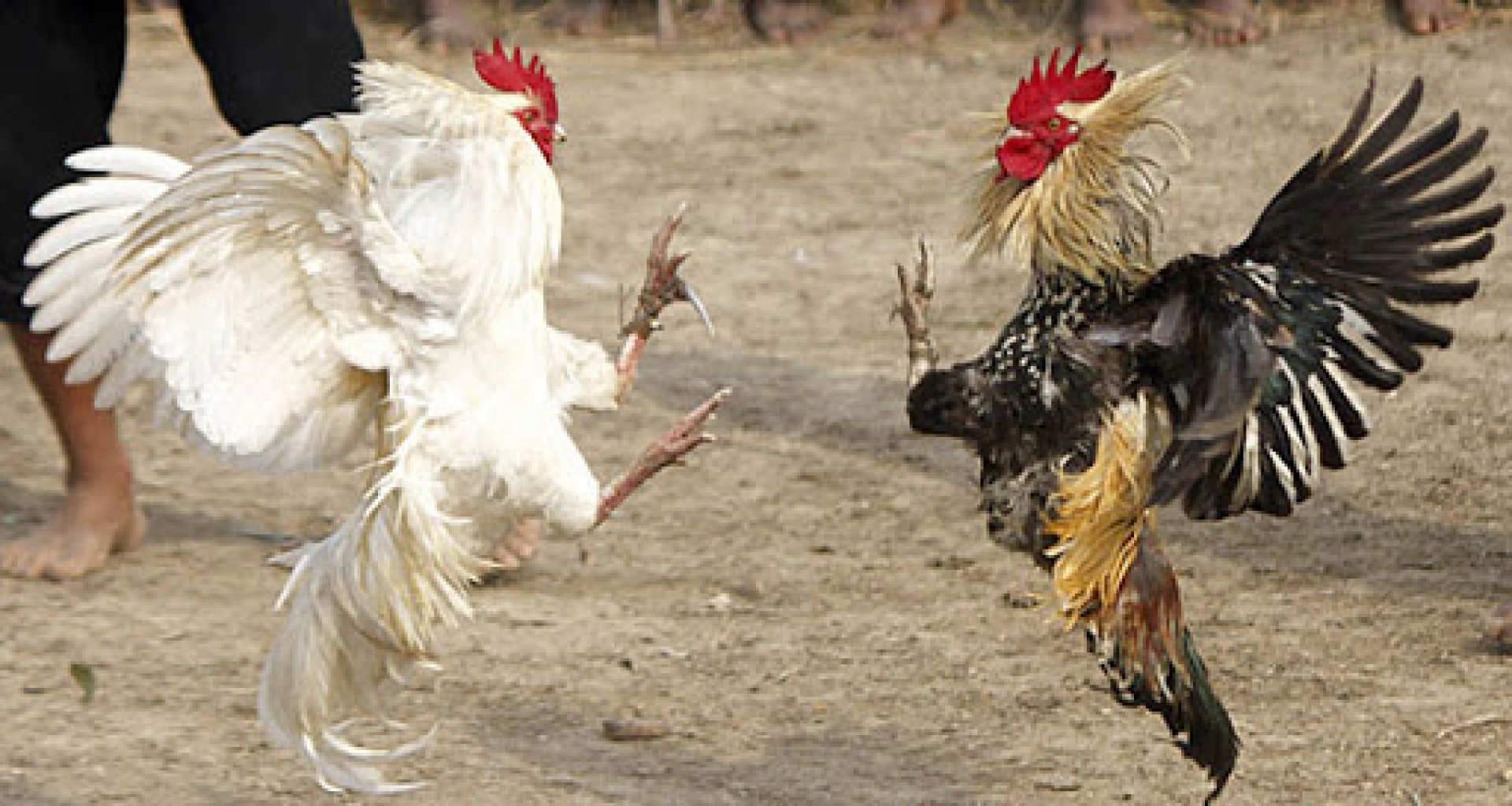 Fue asesinado en una pelea de gallos clandestina
