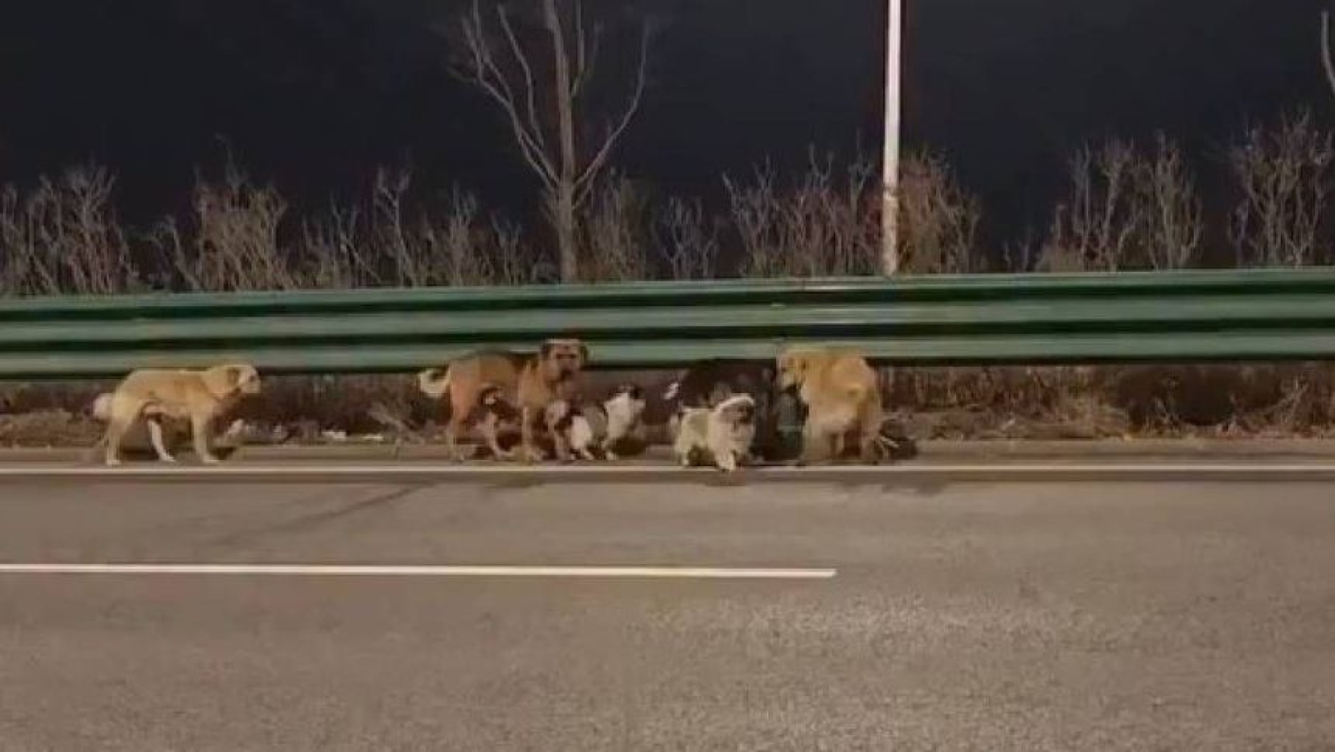 Siete perros robados escapan y vuelven a casa por su cuenta