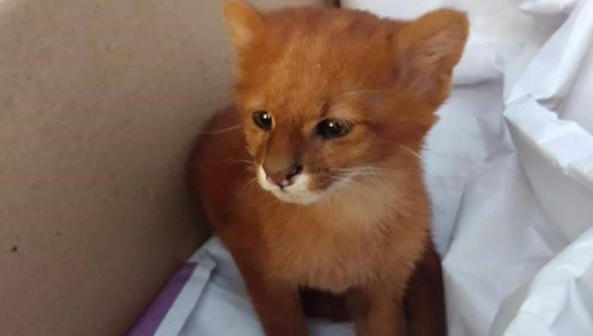 Rescata un gatito; resulta ser un puma bebé