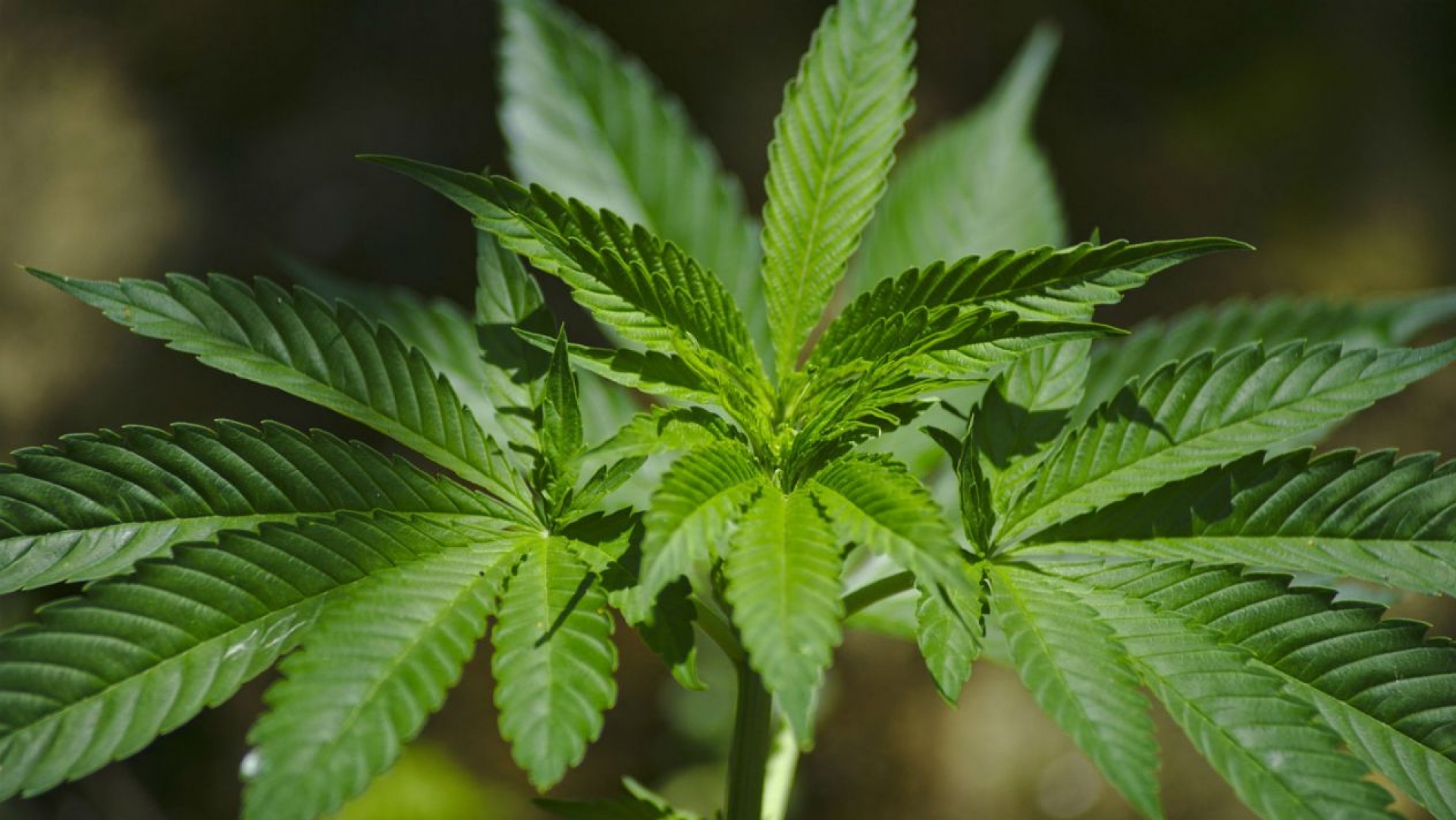 Consumo de mariguana en EU podría superar el de refrescos en 12 años