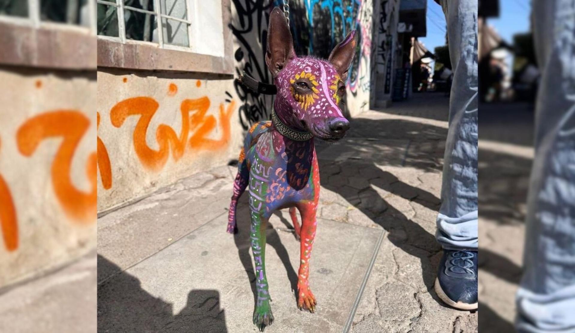 Xoloitzcuintle se convierte en obra de arte para celebrar Día de Muertos