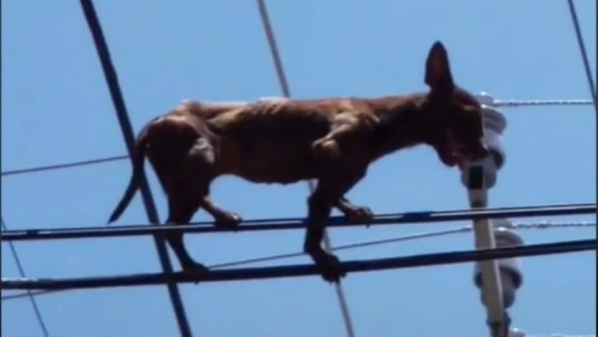 Perro chihuahua desafía al peligro, caminando sobre cables de luz