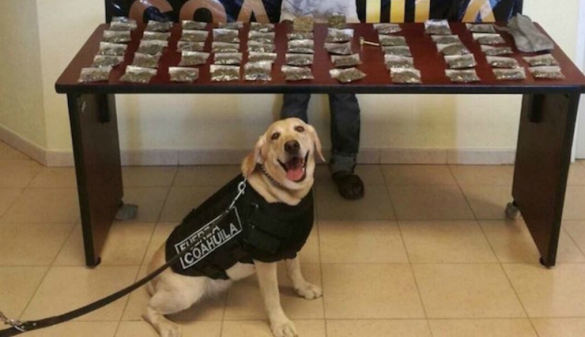 Perro posa feliz junto a vendedor de drogas que capturó