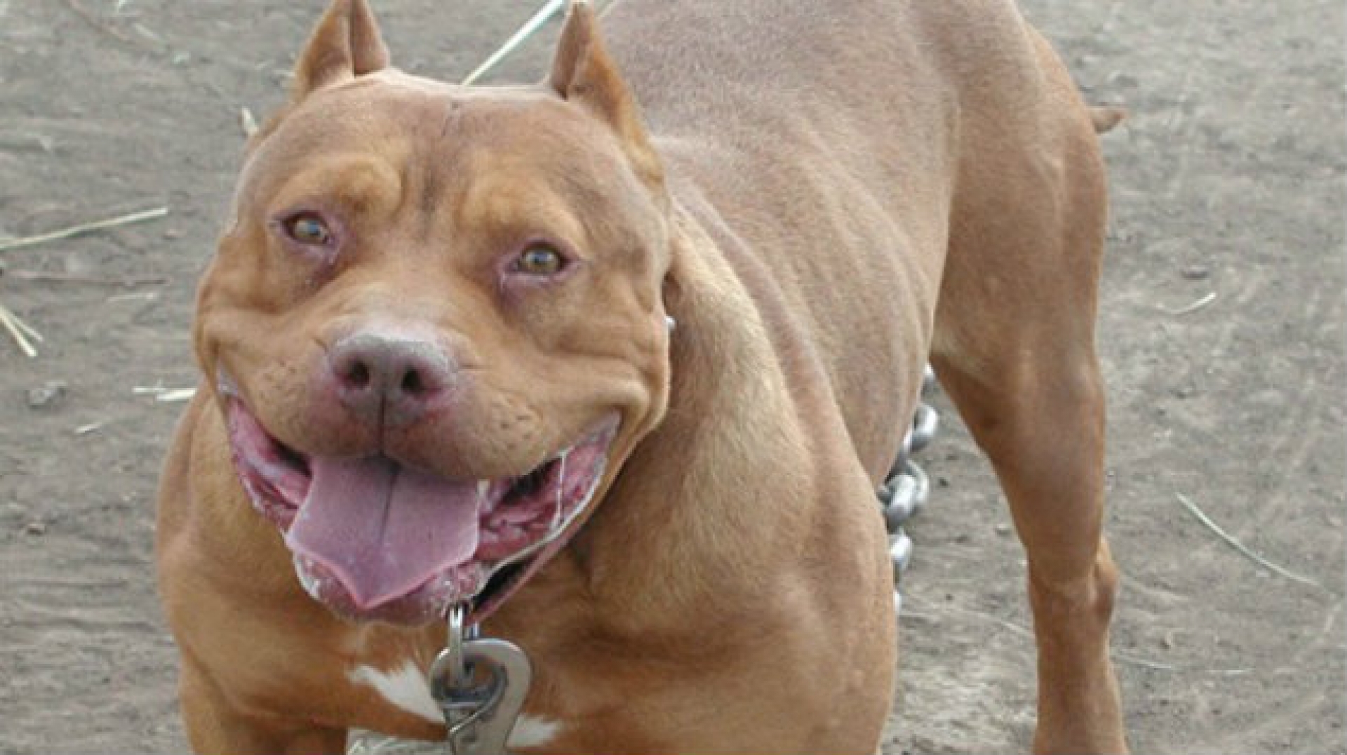Pitbulls matan a su dueña cuando intentaba alimentarlos