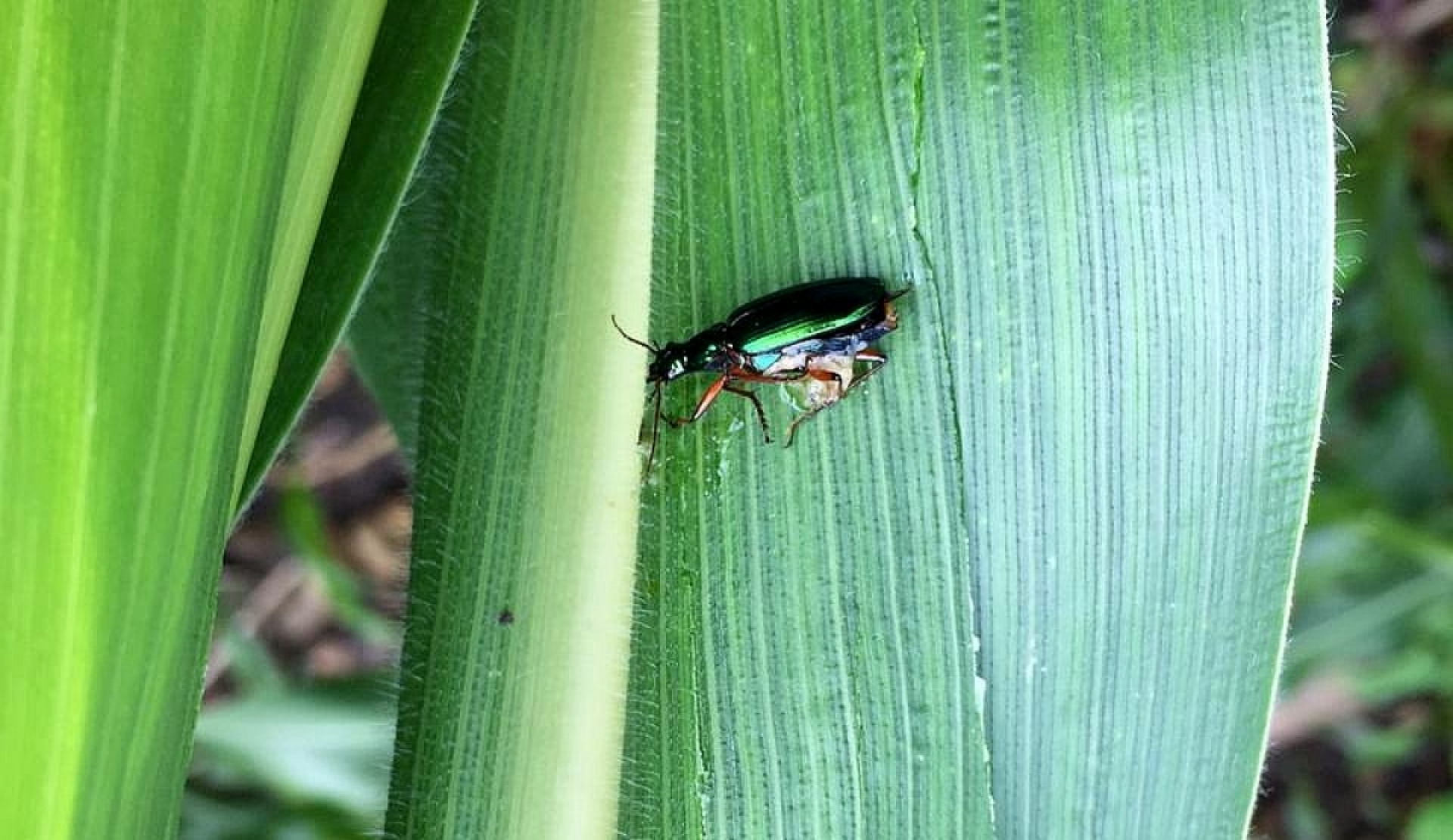 Alertan sobre nueva plaga del maíz en la región oriente