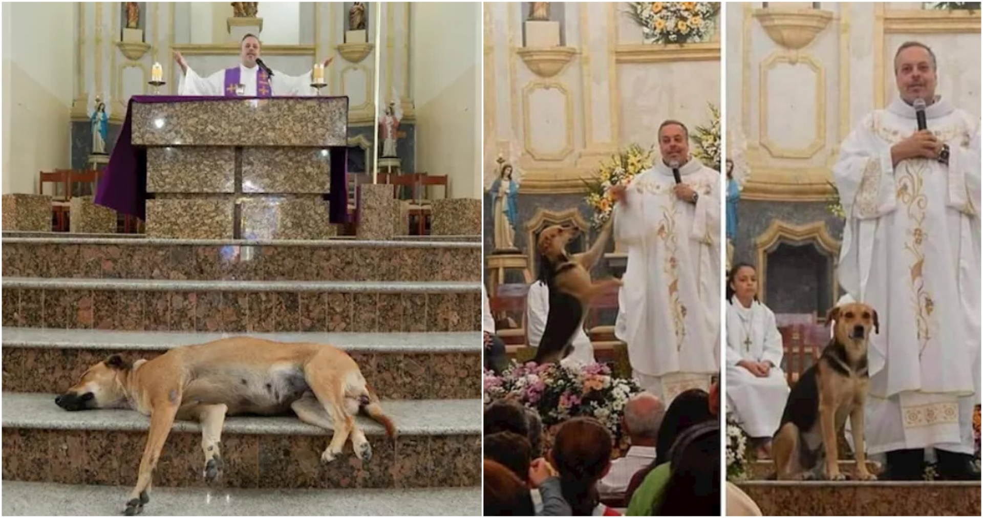 Sacerdote de Brasil invita a los perros callejeros a la misa del domingo para encontrarles un hogar