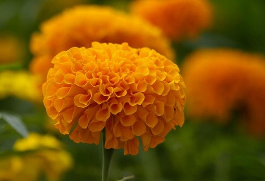 Afectan lluvias la venta de flor tradicional para Día de Muertos