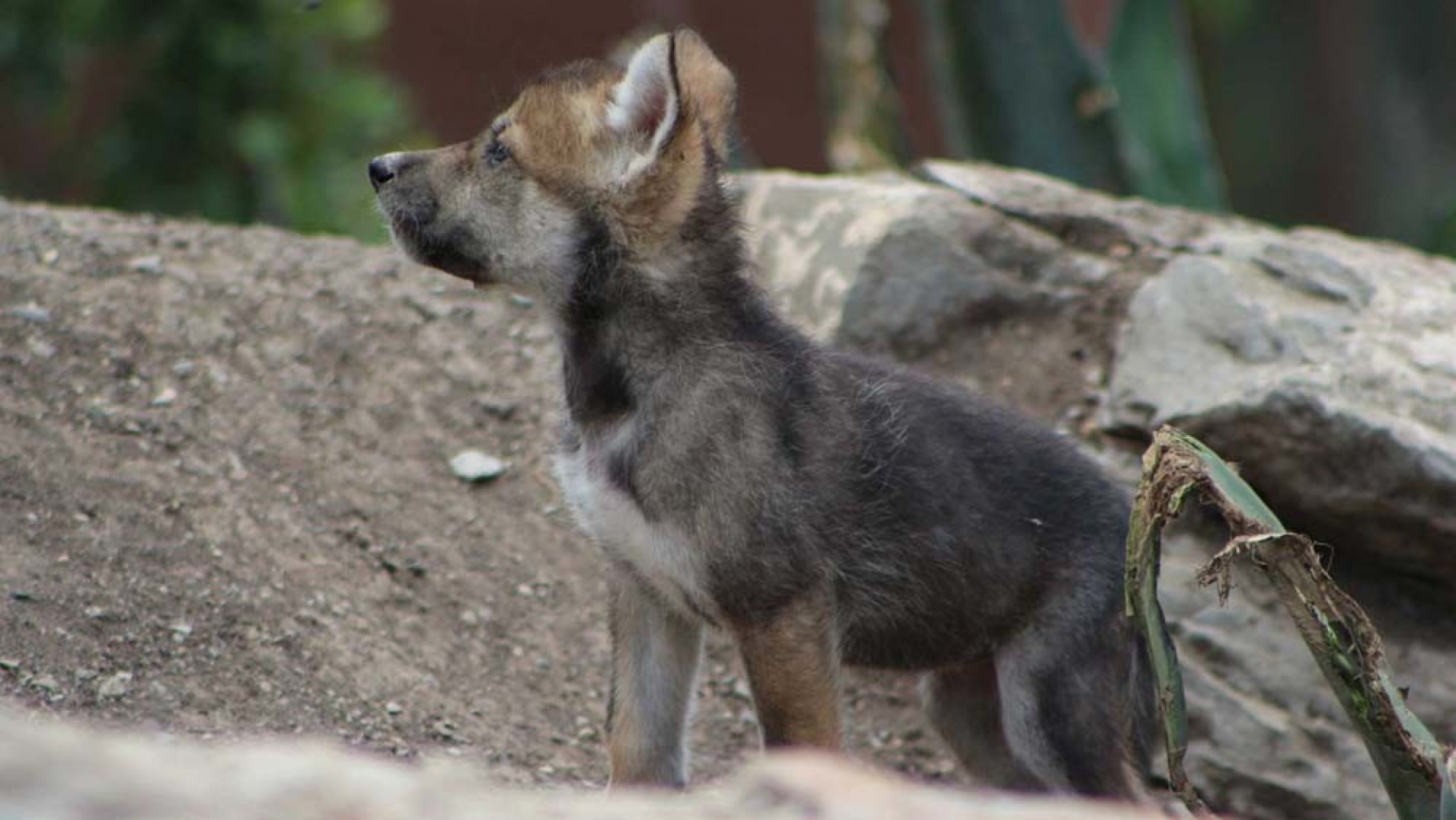 Estos son los nombres que tendrán las ocho crías de lobo gris nacidas en Ciudad de México