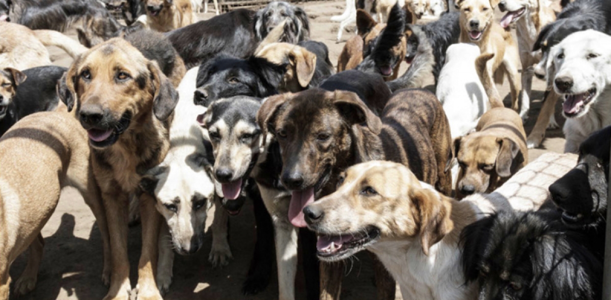 El sorprendente refugio en el que viven en libertad 700 perros rescatados de la calle