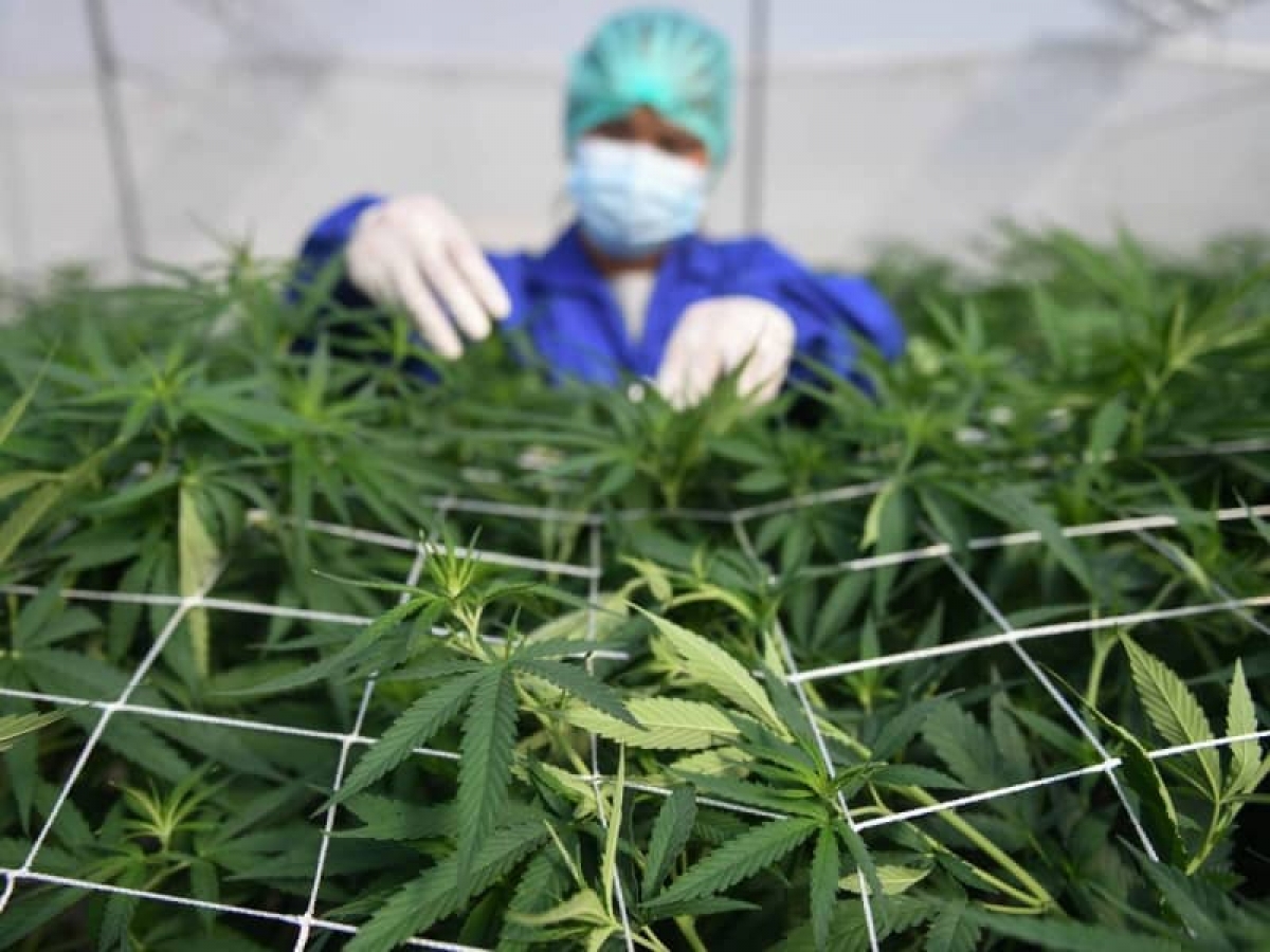 Francia abre debate sobre legalización de marihuana