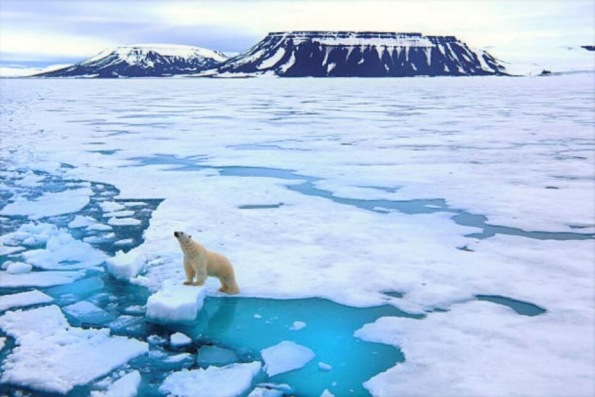 Qué especie sobrevivirá el cambio climático: expertos responden