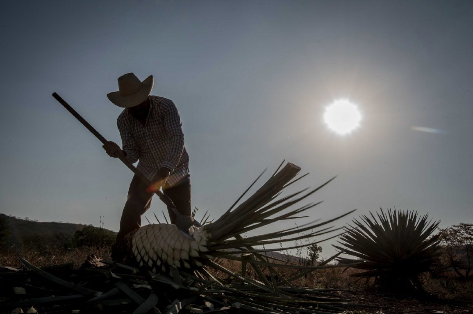 IMPI otorgó a Morelos la Denominación de Origen del Mezcal