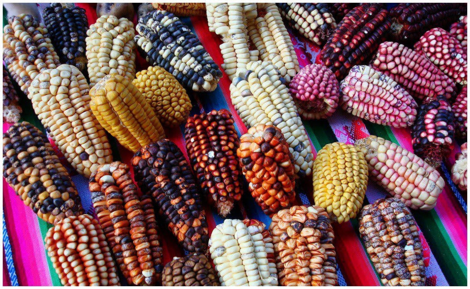 Elotes por doquier